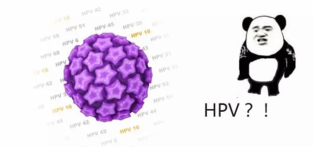 了解 HPV与宫颈癌的相爱相杀！